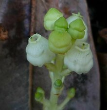 Arbutus menziesii flower